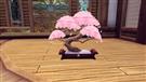桜の高級盆栽